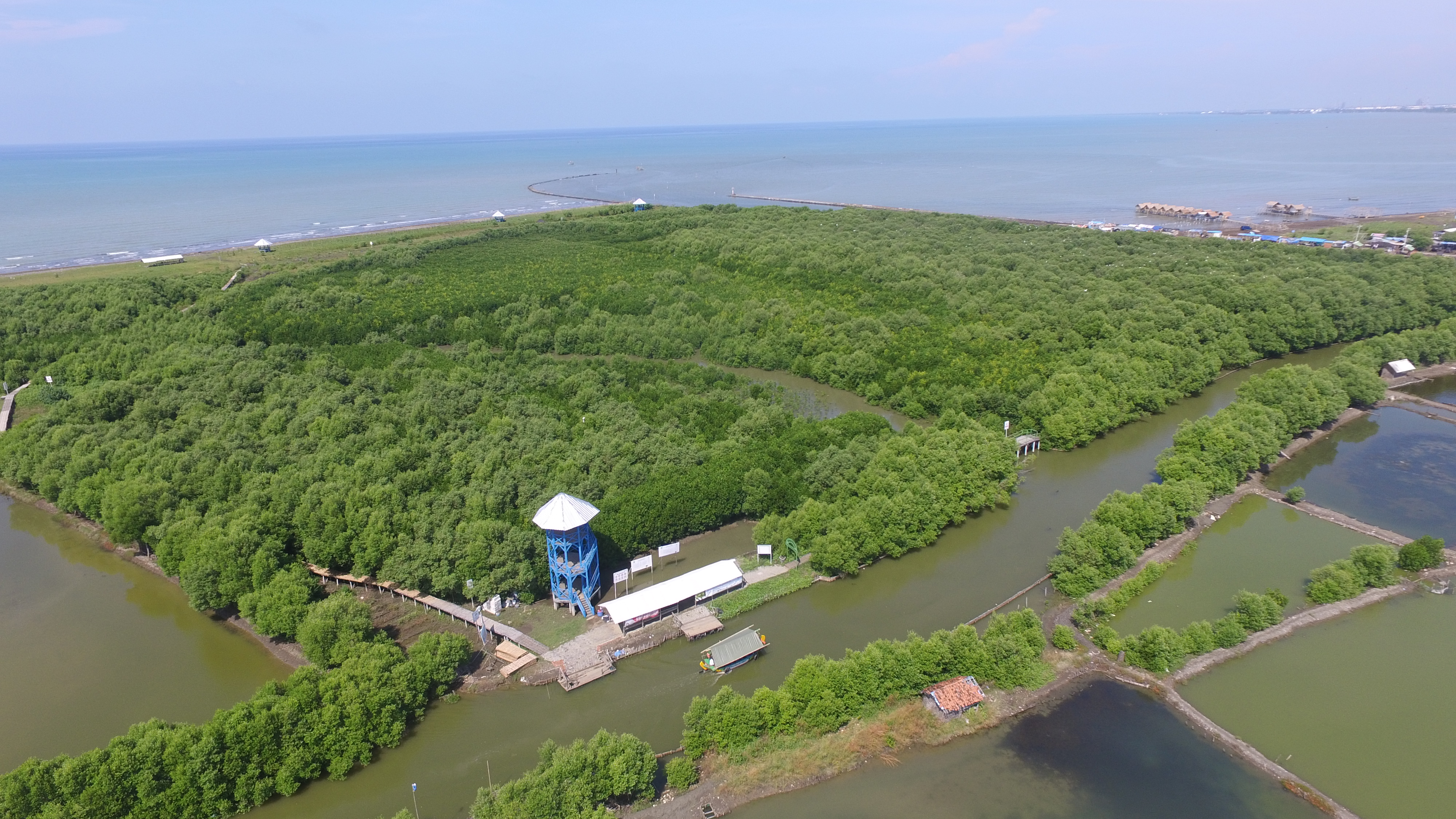 Hutan Mangrove Karangsong